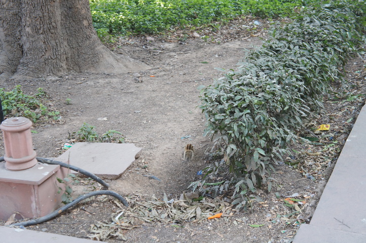 2013-01-10 12-50-50 SONY NEX-C3 DSC06430