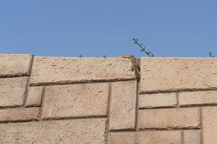 2013-01-10 13-37-55 SONY NEX-C3 DSC06455