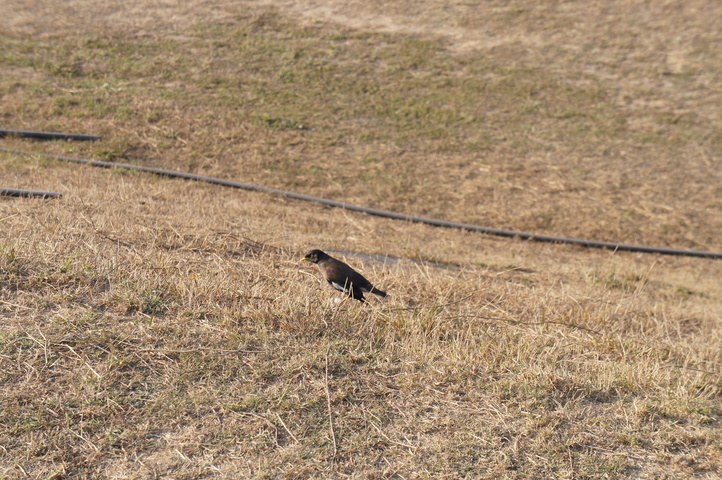 2013-01-11 15-39-17 SONY NEX-C3 DSC06479