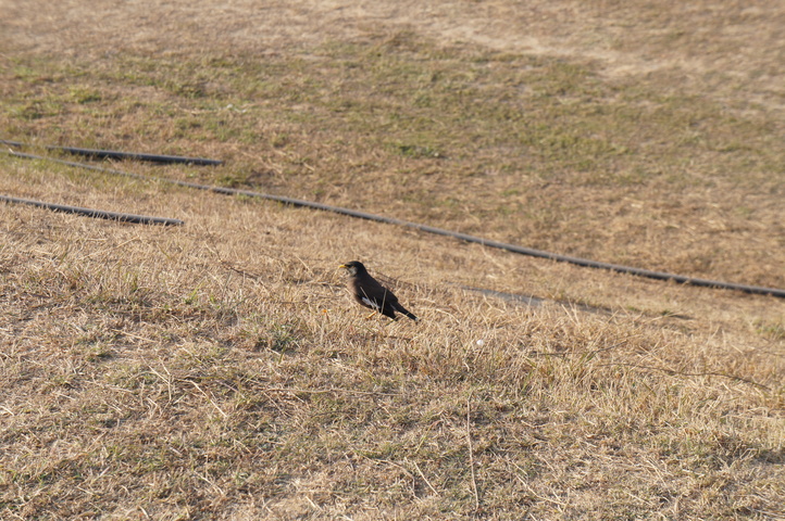 2013-01-11 15-39-19 SONY NEX-C3 DSC06480