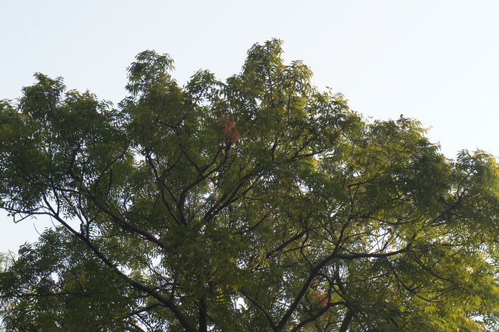 2013-01-12 14-51-42 SONY NEX-C3 DSC06583