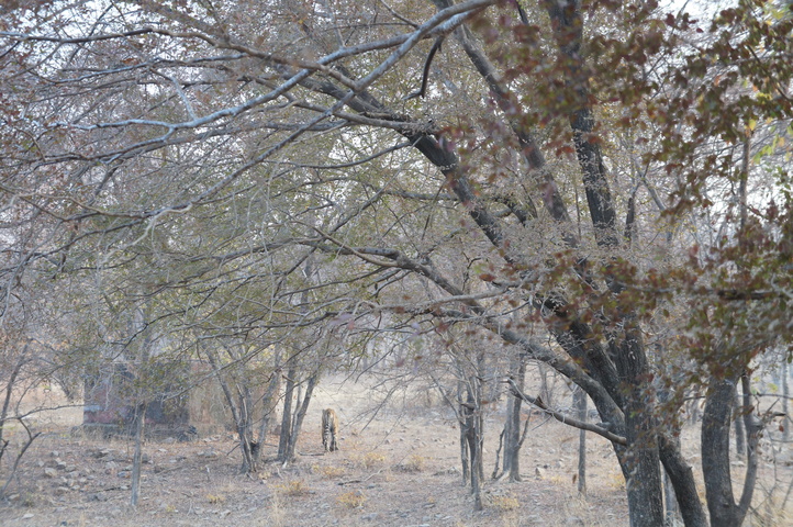 2013-01-14 07-48-27 SONY NEX-C3 DSC06924