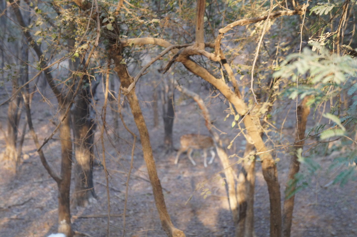 2013-01-14 08-00-24 SONY NEX-C3 DSC06934