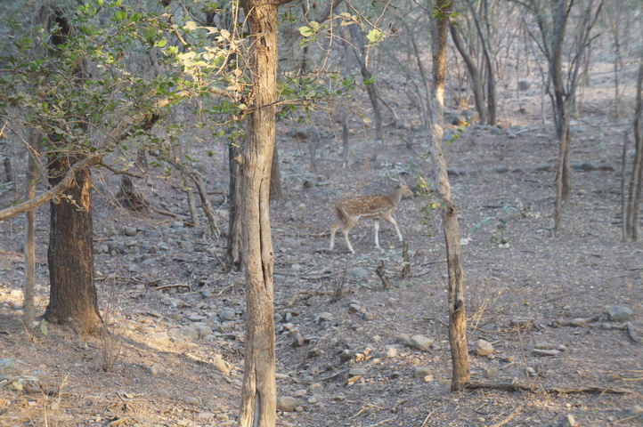 2013-01-14 08-00-33 SONY NEX-C3 DSC06935