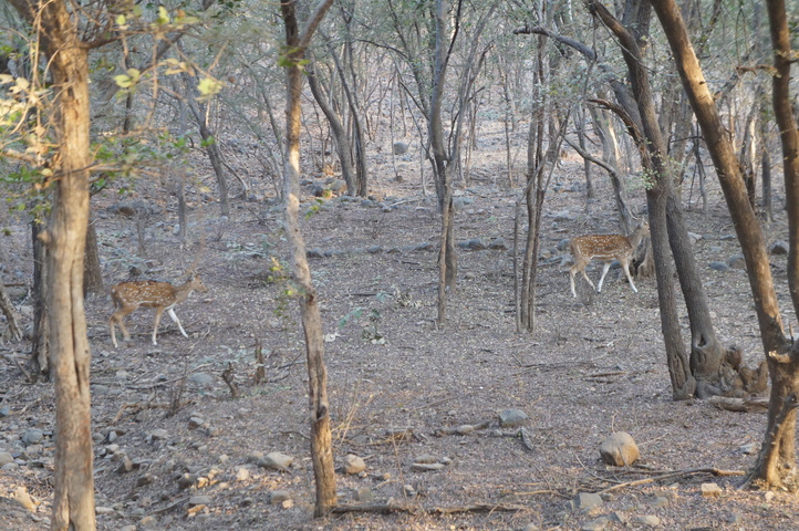 2013-01-14 08-00-40 SONY NEX-C3 DSC06936