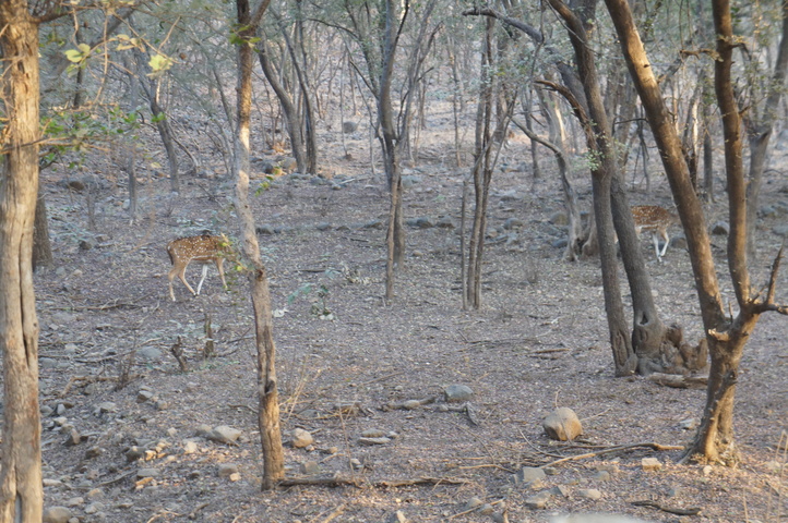 2013-01-14 08-00-42 SONY NEX-C3 DSC06937