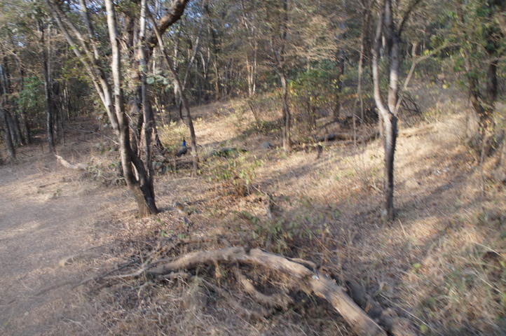 2013-01-14 08-24-16 SONY NEX-C3 DSC06947