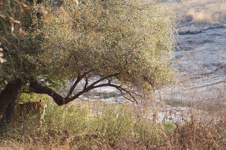 2013-01-14 08-28-53 SONY NEX-C3 DSC06955