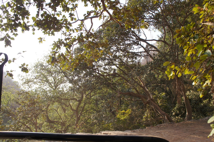 2013-01-14 08-43-58 SONY NEX-C3 DSC06971