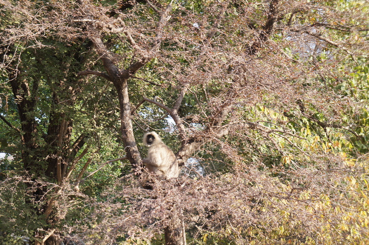 2013-01-14 08-44-21 SONY NEX-C3 DSC06973