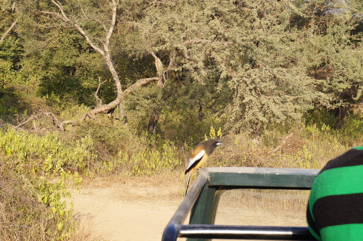 2013-01-14 08-51-35 SONY NEX-C3 DSC06984