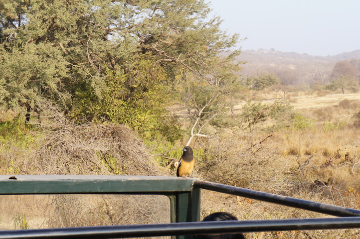 2013-01-14 08-51-49 SONY NEX-C3 DSC06987