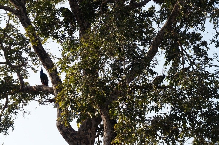 2013-01-14 08-55-53 SONY NEX-C3 DSC06993