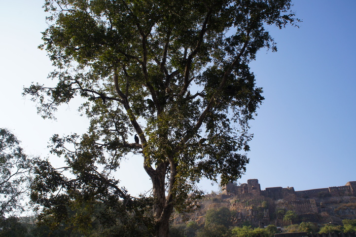 2013-01-14 08-55-59 SONY NEX-C3 DSC06994