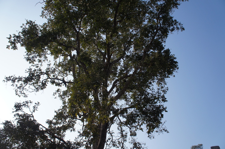 2013-01-14 08-56-07 SONY NEX-C3 DSC06995