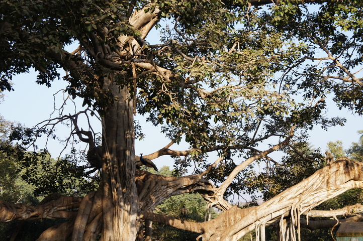 2013-01-14 08-56-15 SONY NEX-C3 DSC06996