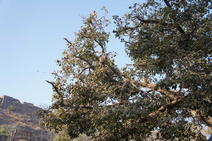 2013-01-14 08-56-30 SONY NEX-C3 DSC06998