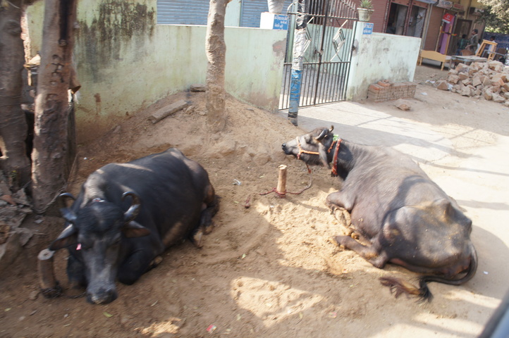 2013-01-14 10-25-26 SONY NEX-C3 DSC07008