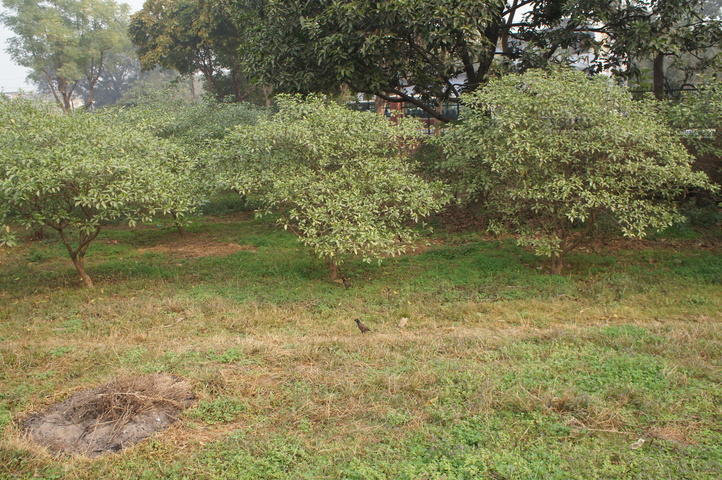 2013-01-18 10-38-00 SONY NEX-C3 DSC07951